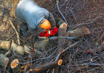 Baumfällarbeiten