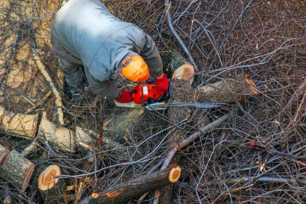 Baumfällarbeiten