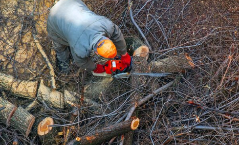 Baumfällarbeiten